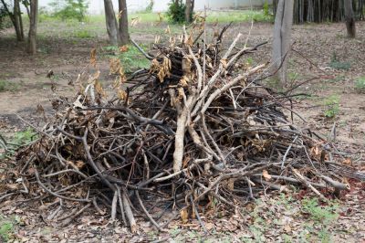 Brush Removal - Tree Landscaping Berkeley County, West Virginia