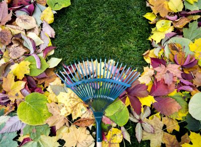 Leaf Raking