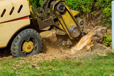 Stump Removal - Tree Landscaping Berkeley County, West Virginia