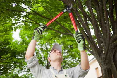 Tree Care - Tree Landscaping Berkeley County, West Virginia