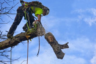 Tree Cutting - Tree Landscaping Berkeley County, West Virginia