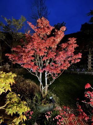 Tree Lighting - Landscape Lighting Bumpass, Virginia