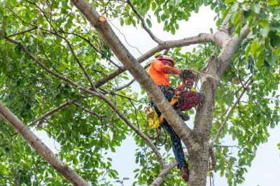 Tree Pruning - Tree Landscaping Berkeley County, West Virginia